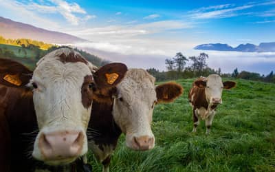 Boi gordo hoje: confira as cotações para esta terça-feira (30)