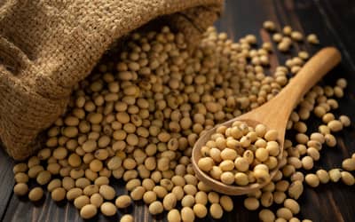 Soja e trigo hoje: confira as cotações para esta quinta-feira (18)